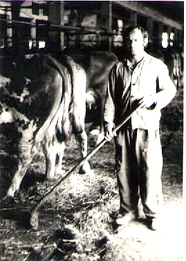 Shrabování hnoje do škrabáku v kravíně