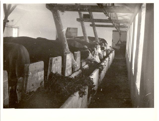 V kravíně v r. 1957