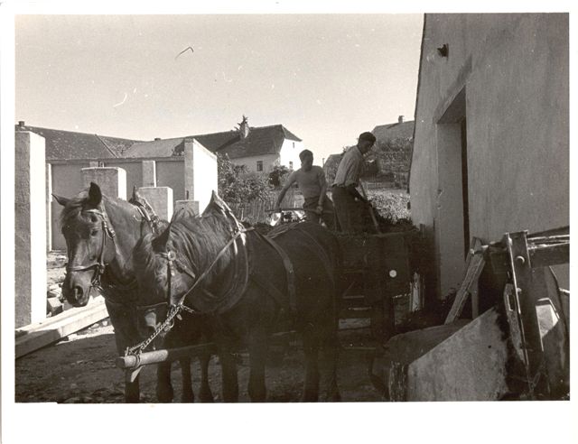 Navážení píce do kravína v r. 1957