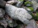 Kamenný had ve Vidhošti